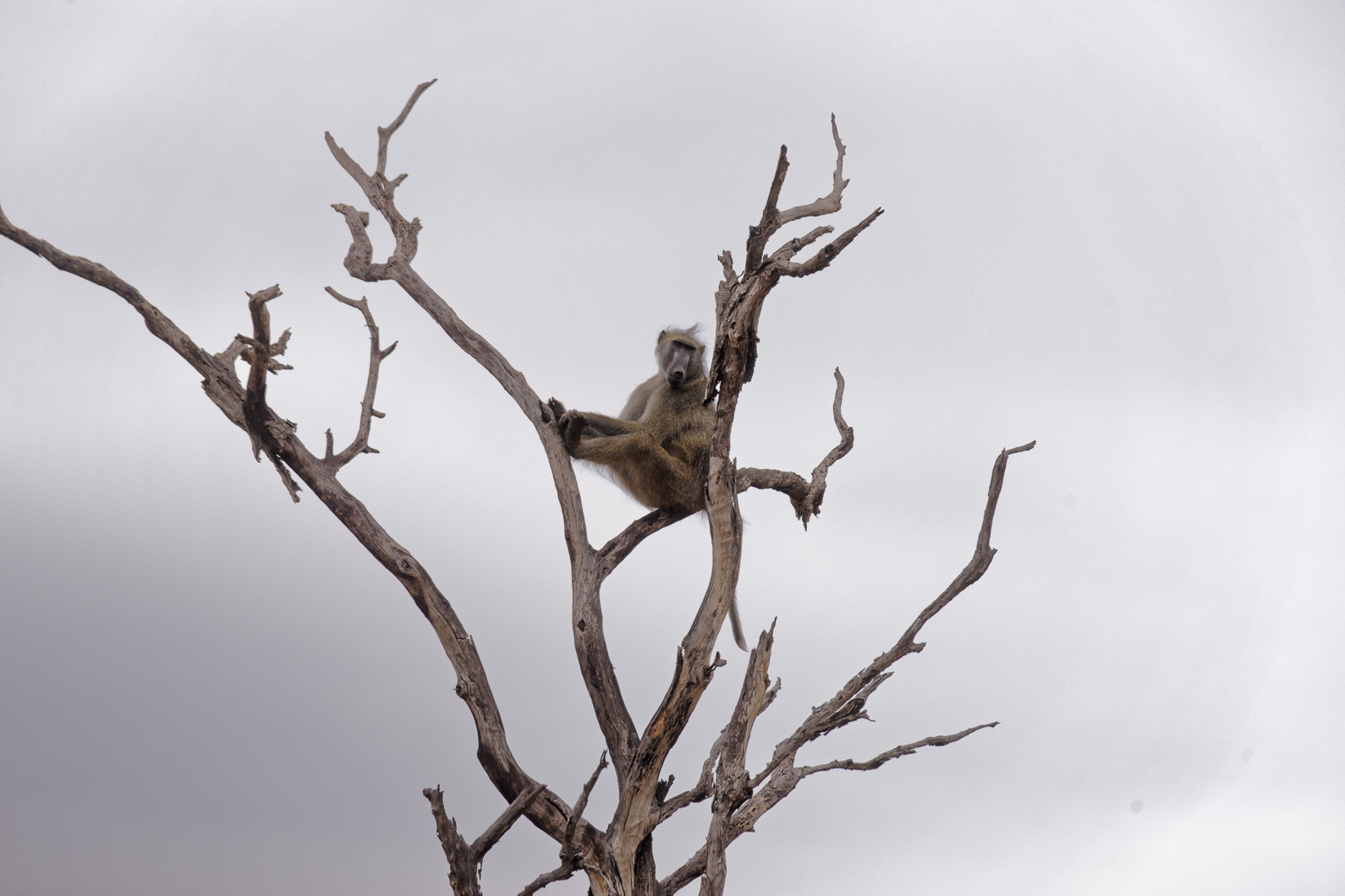 20161113 122835 Tschakma Pavian